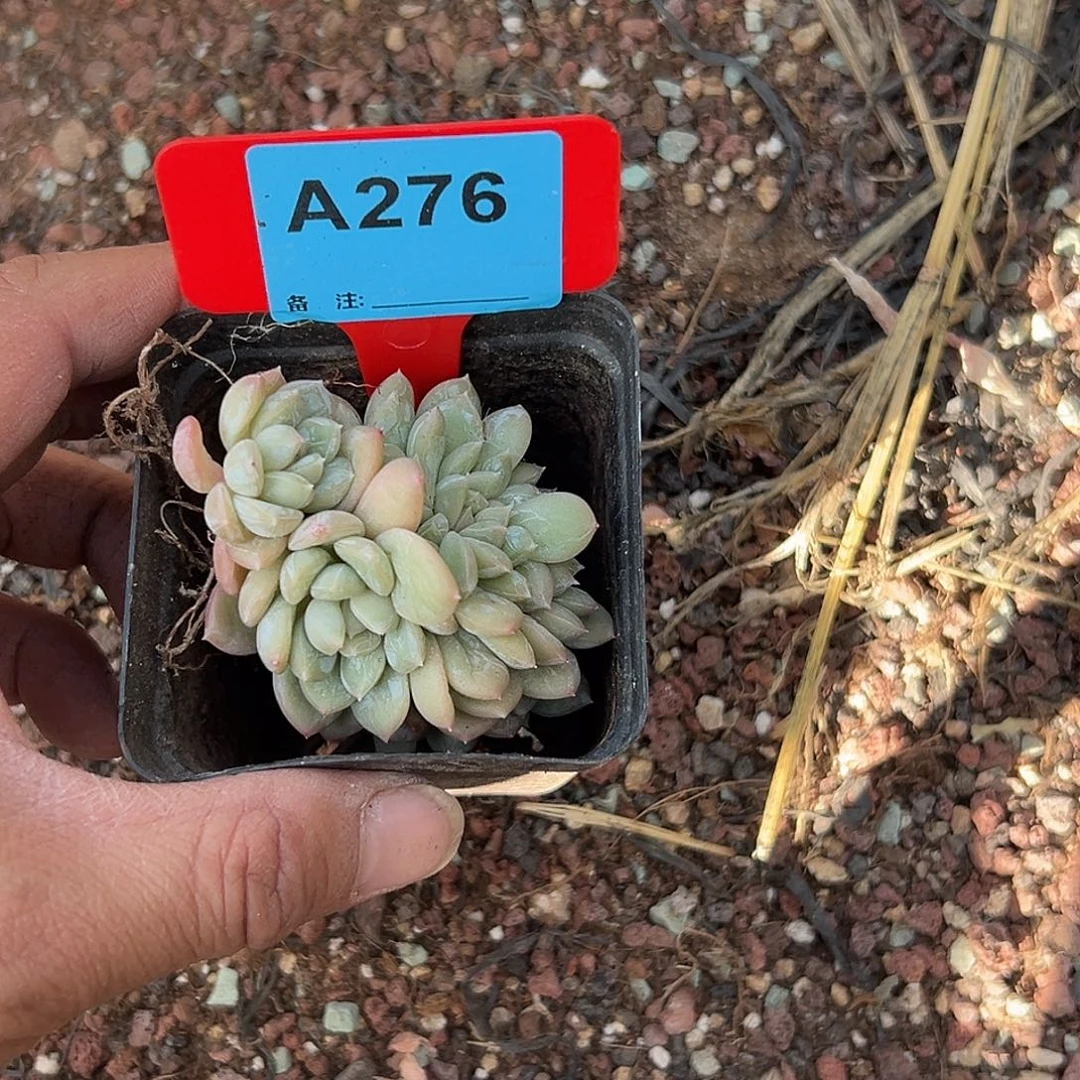 葉***a多肉植物一物一拍