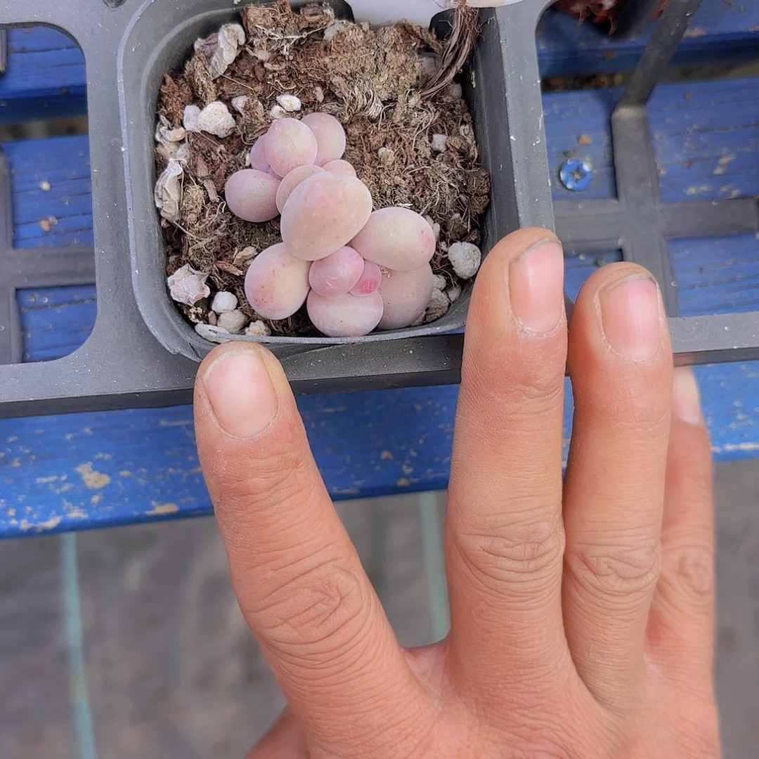 D592彩虹奶一物一拍