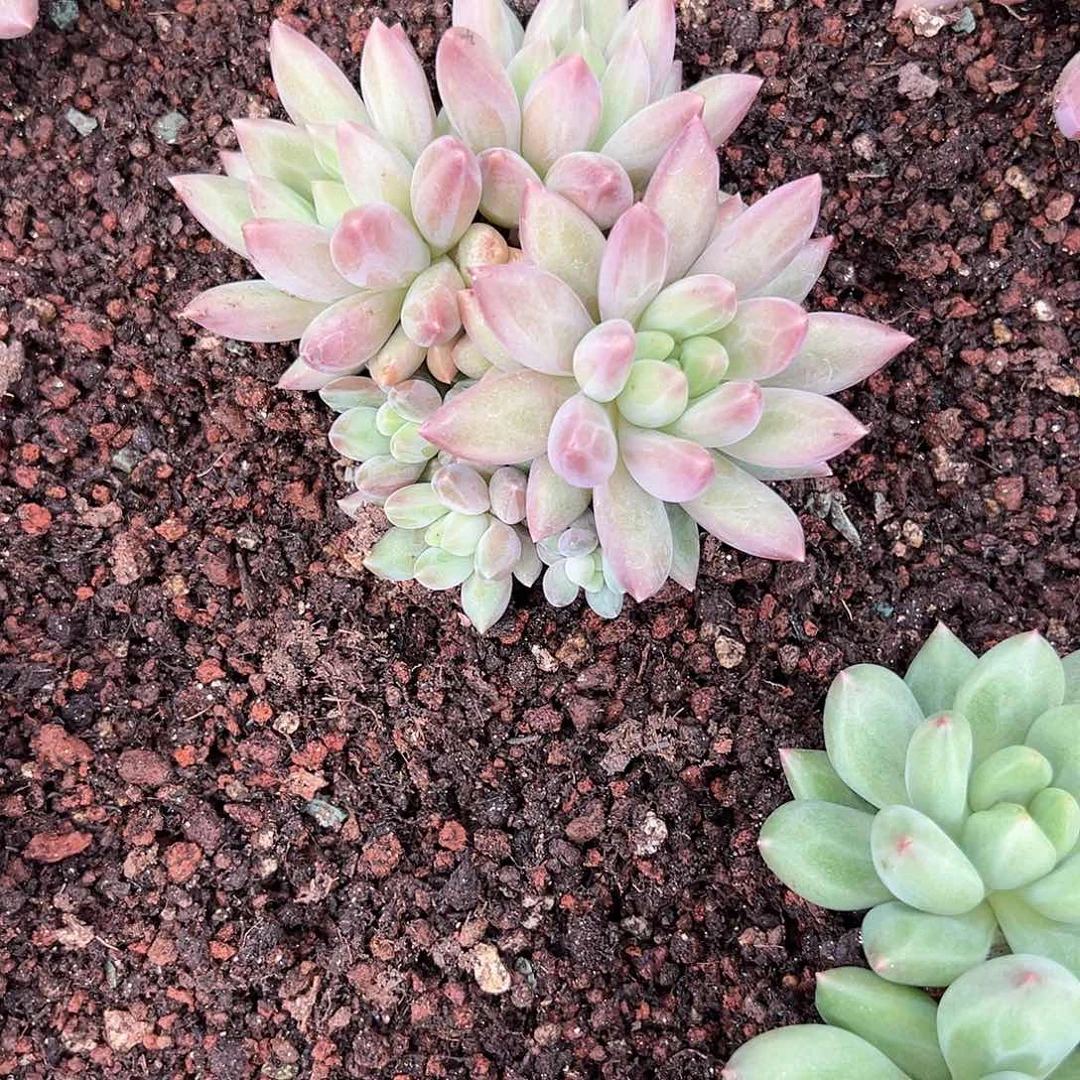 【闪购商品】无花朵水晶球