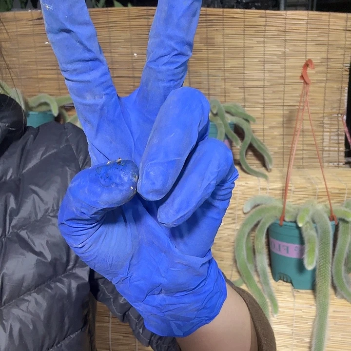 哎***！10枝/扎jfjfnnfndmdd