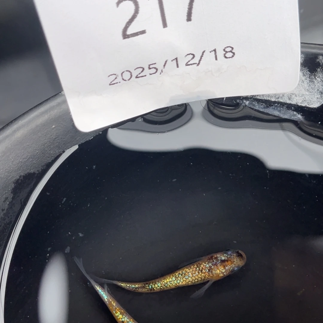 青鳉鱼217月华海王星一对