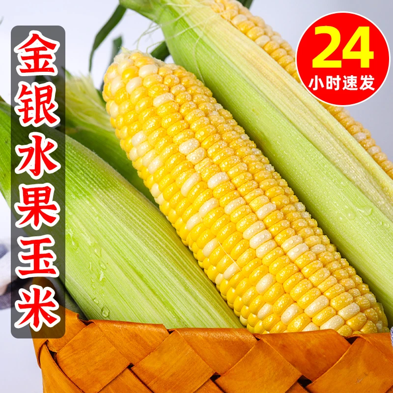 【精选装】云南金银玉米水果玉米现摘当季时令新鲜蔬菜玉米棒苞谷