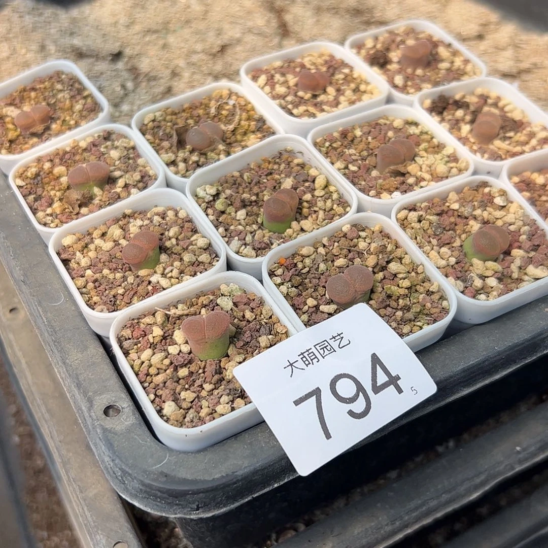 0000794量拍以下1颗日大红脱土发