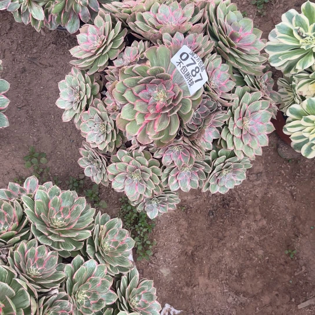 M. 787莲花座多肉。cade