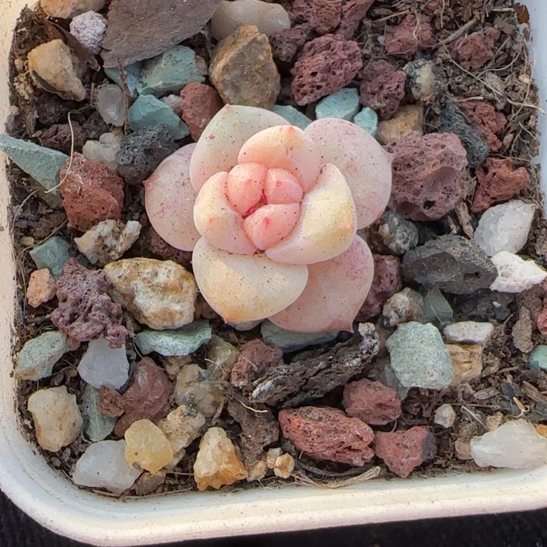 小卡拉米糖心一物一拍