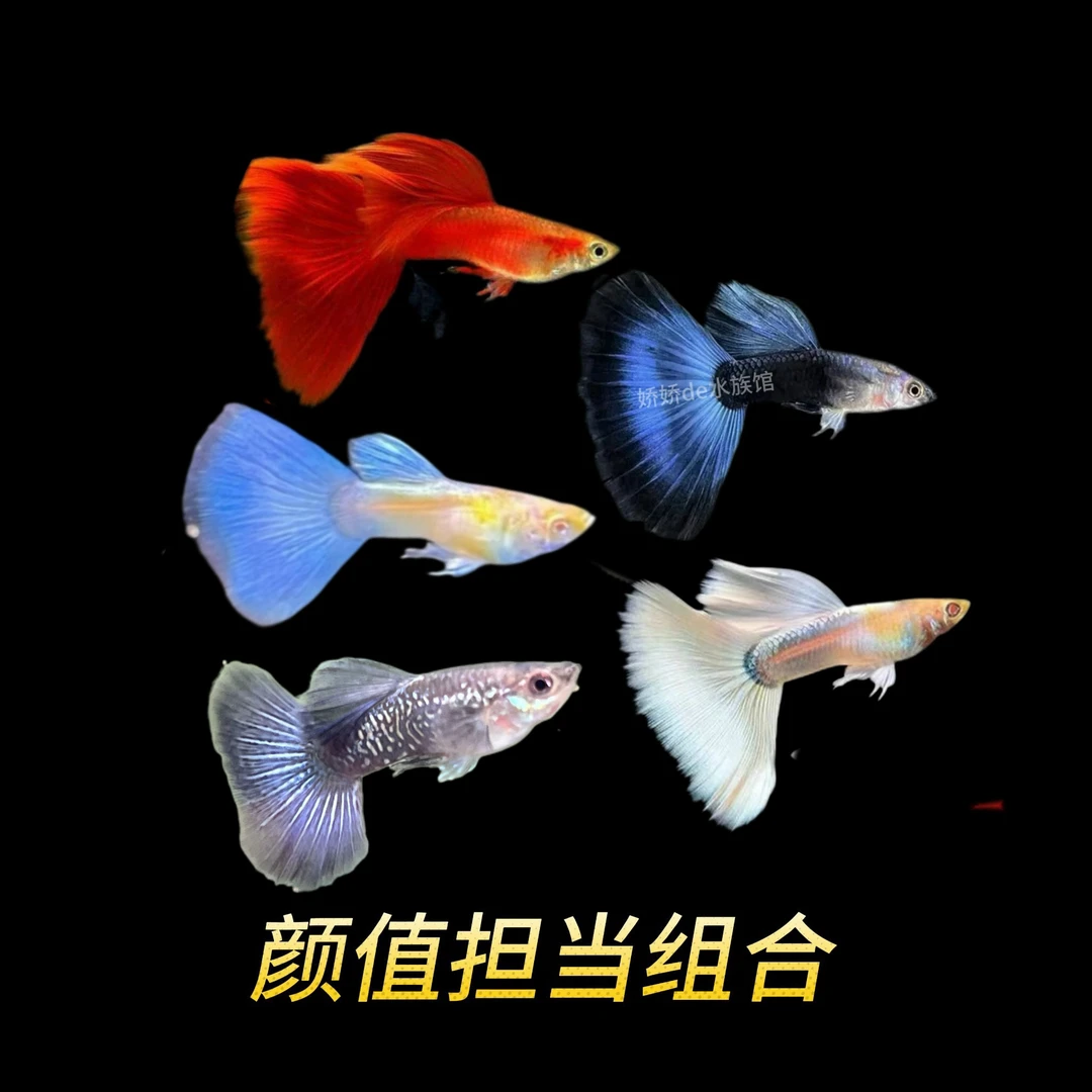 孔雀鱼小型观赏鱼淡水热带好养耐活可繁殖鱼苗