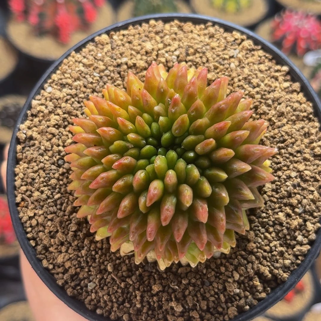 黄金貘 米哈仙人球