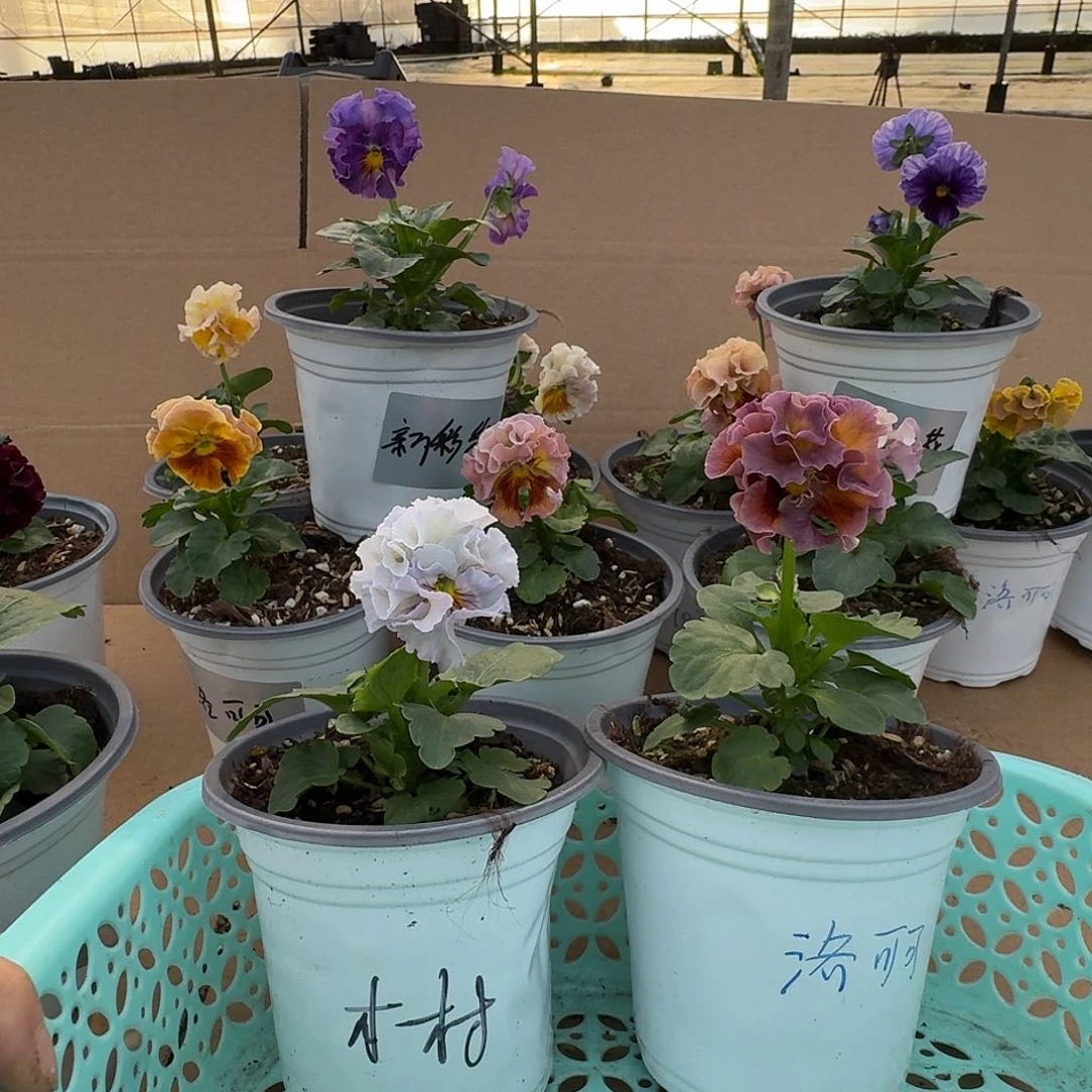 无花朵7号组合角堇