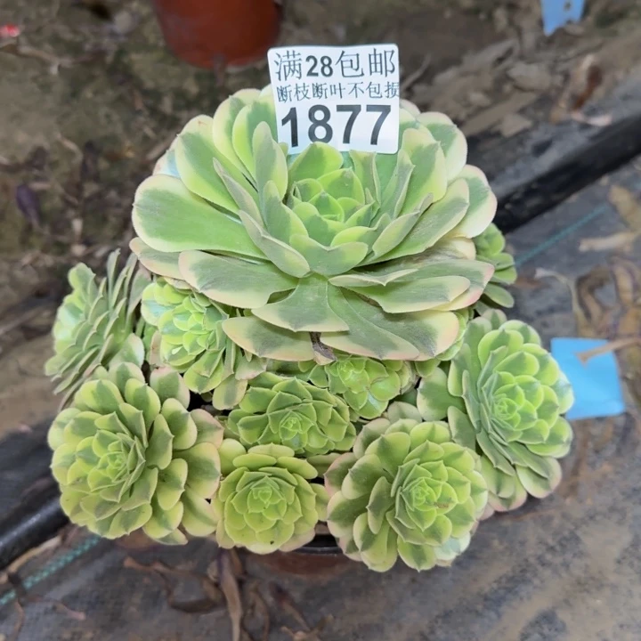 1877绿豆多肉植物