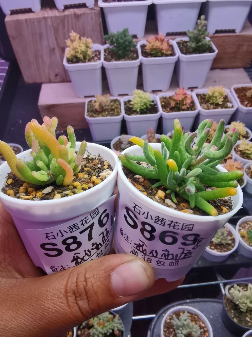我心永恒专拍折后多肉植物枝干番杏钻石锦彩虹卷