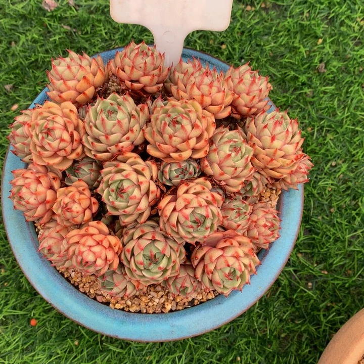 九****笨多肉植物3763737373