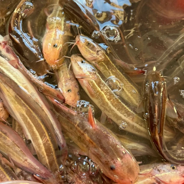 活冻沙毛浅海沙毛