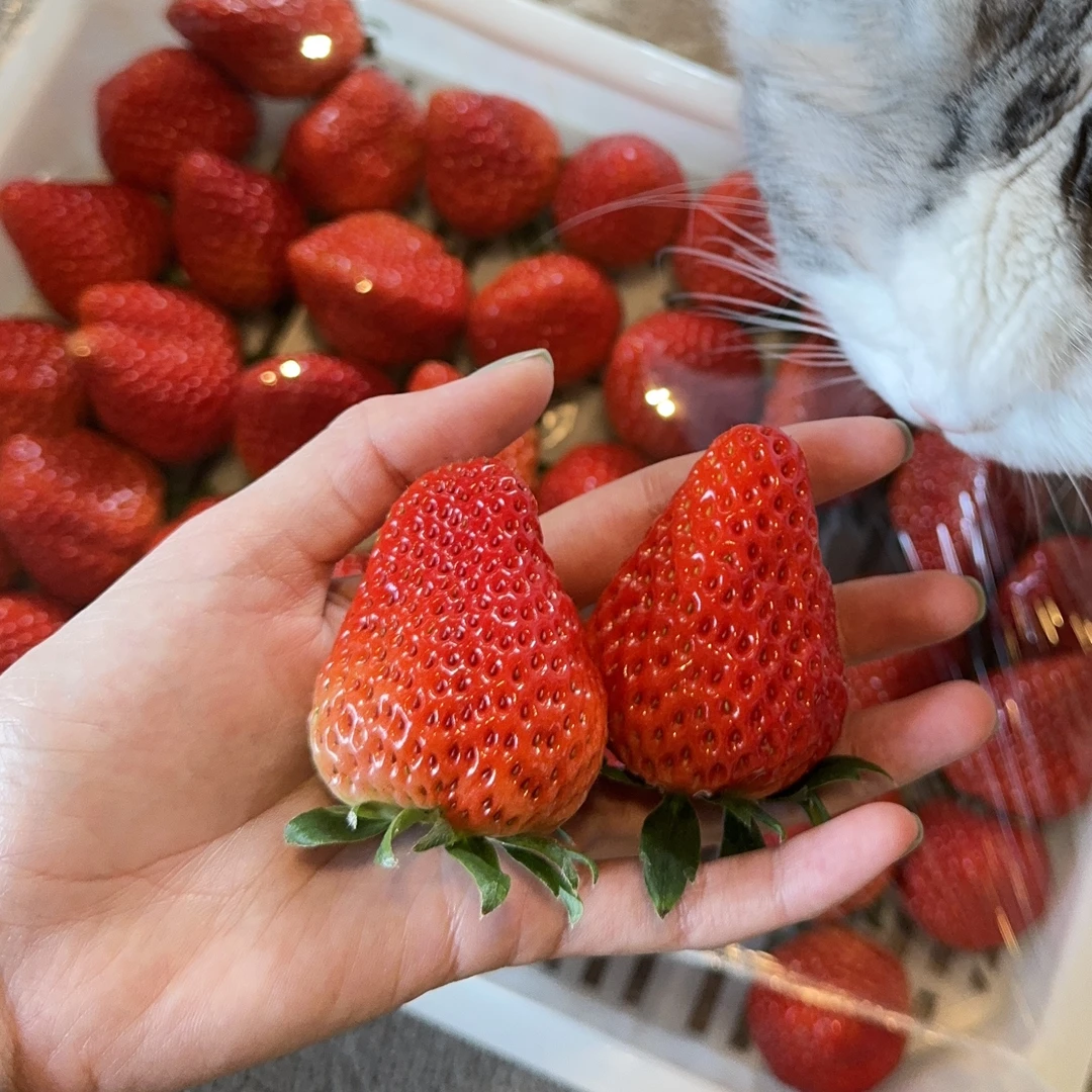 【红颜草莓 脆爽清甜】过年不打烊 顺丰生鲜48小时内发货！！