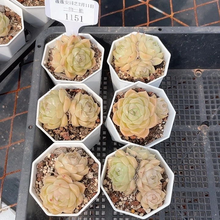 薇薇安园艺多肉1151