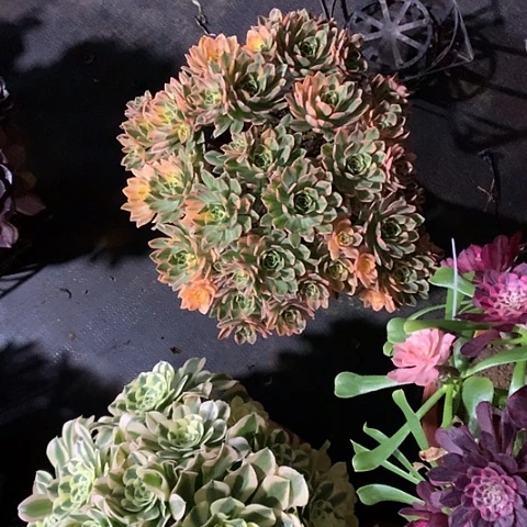 ■****▲都发货脱土发货啦