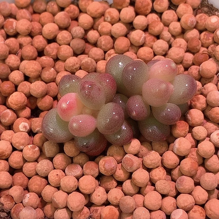 鱼***鱼加菲猫有锦基因多肉植物