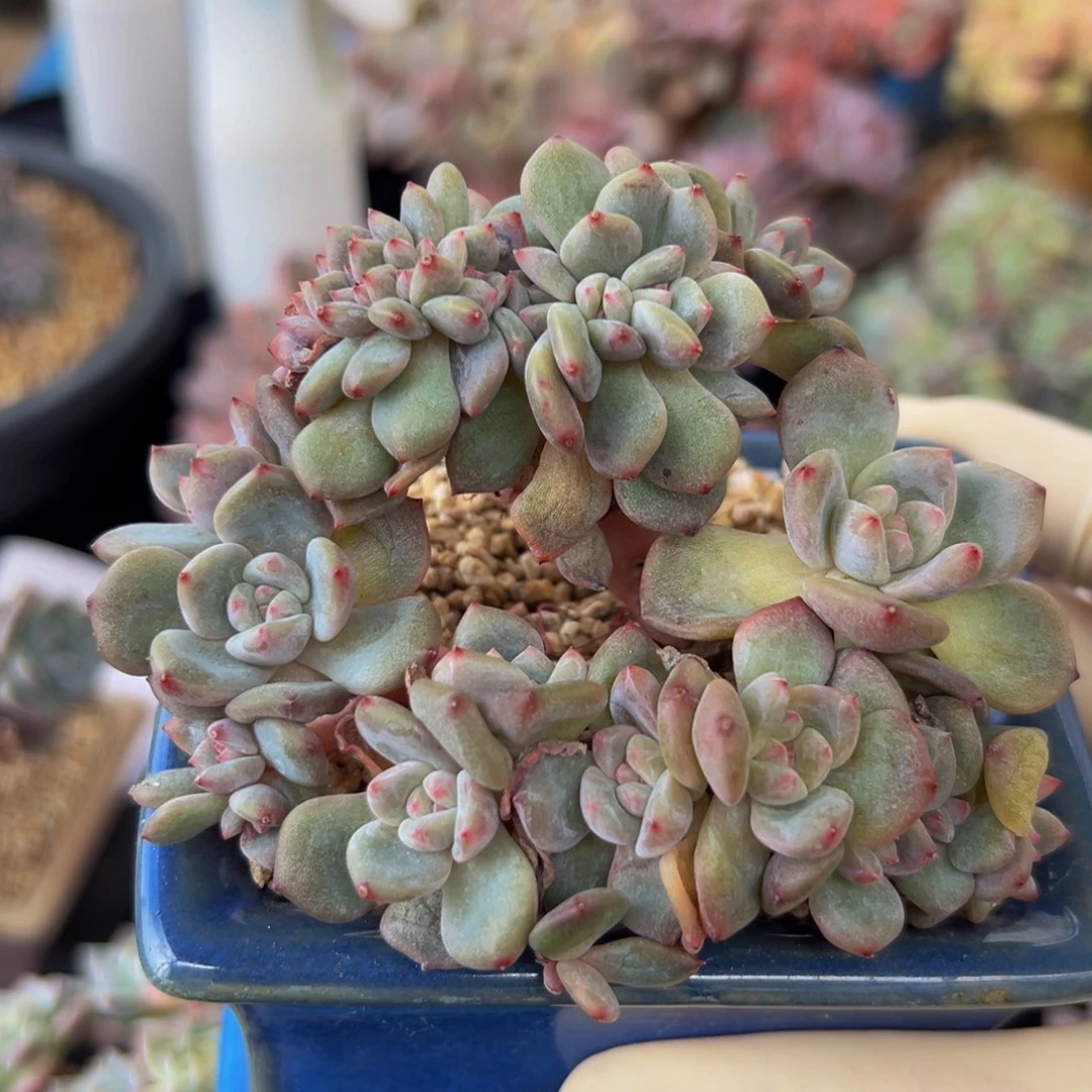 新年快乐 新年快乐