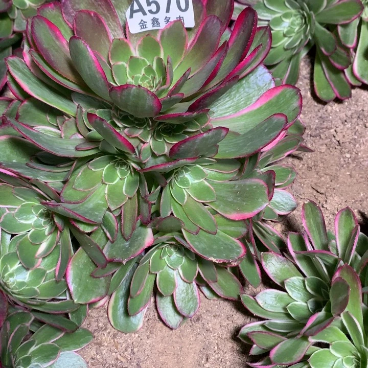 570多肉植物一物一拍