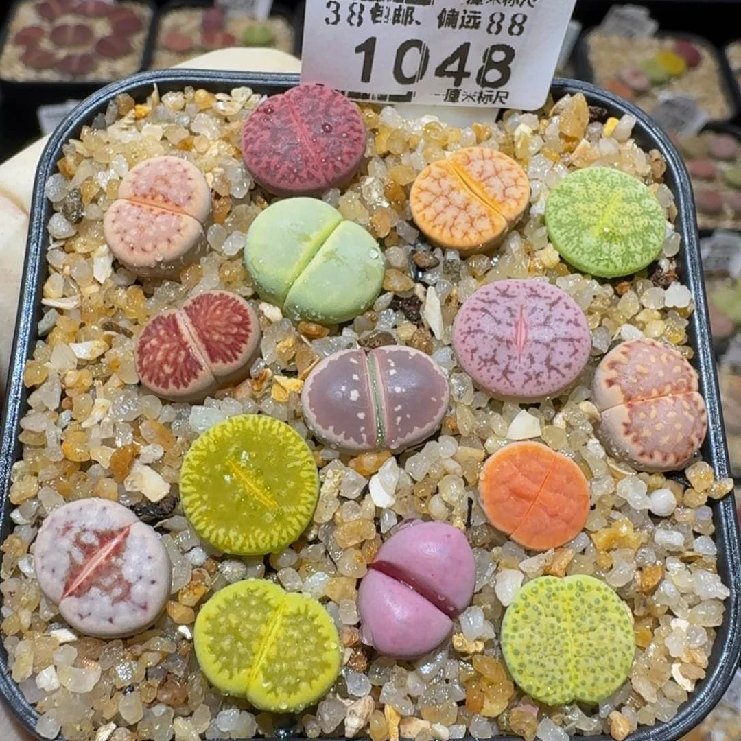 Ssss精品生石花1048