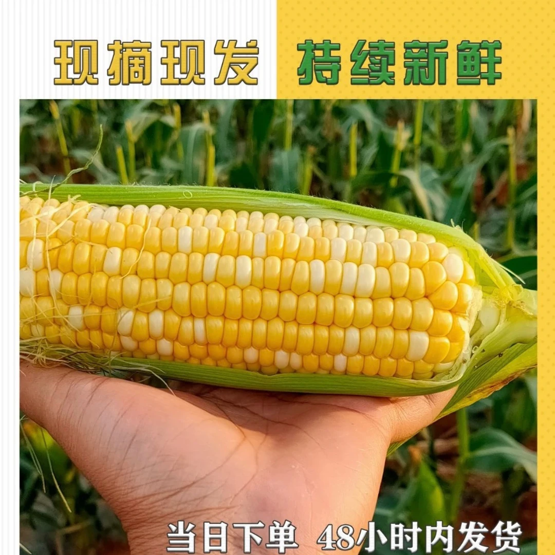 云南金银双色水果甜玉米新鲜采摘清甜多汁可生吃水果玉米