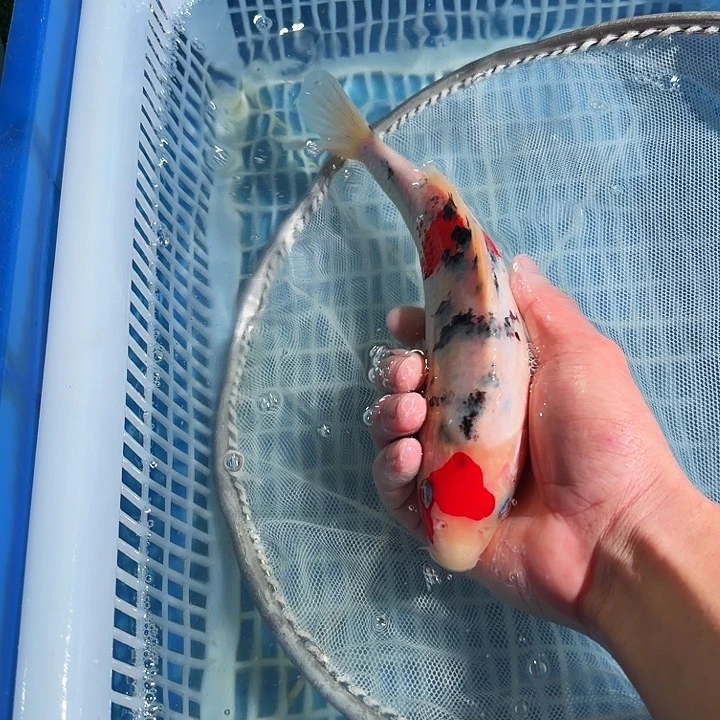 海水鱼锦鲤锦鲤锦鲤