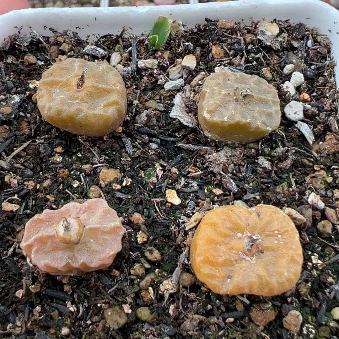 2.9好看的多肉154