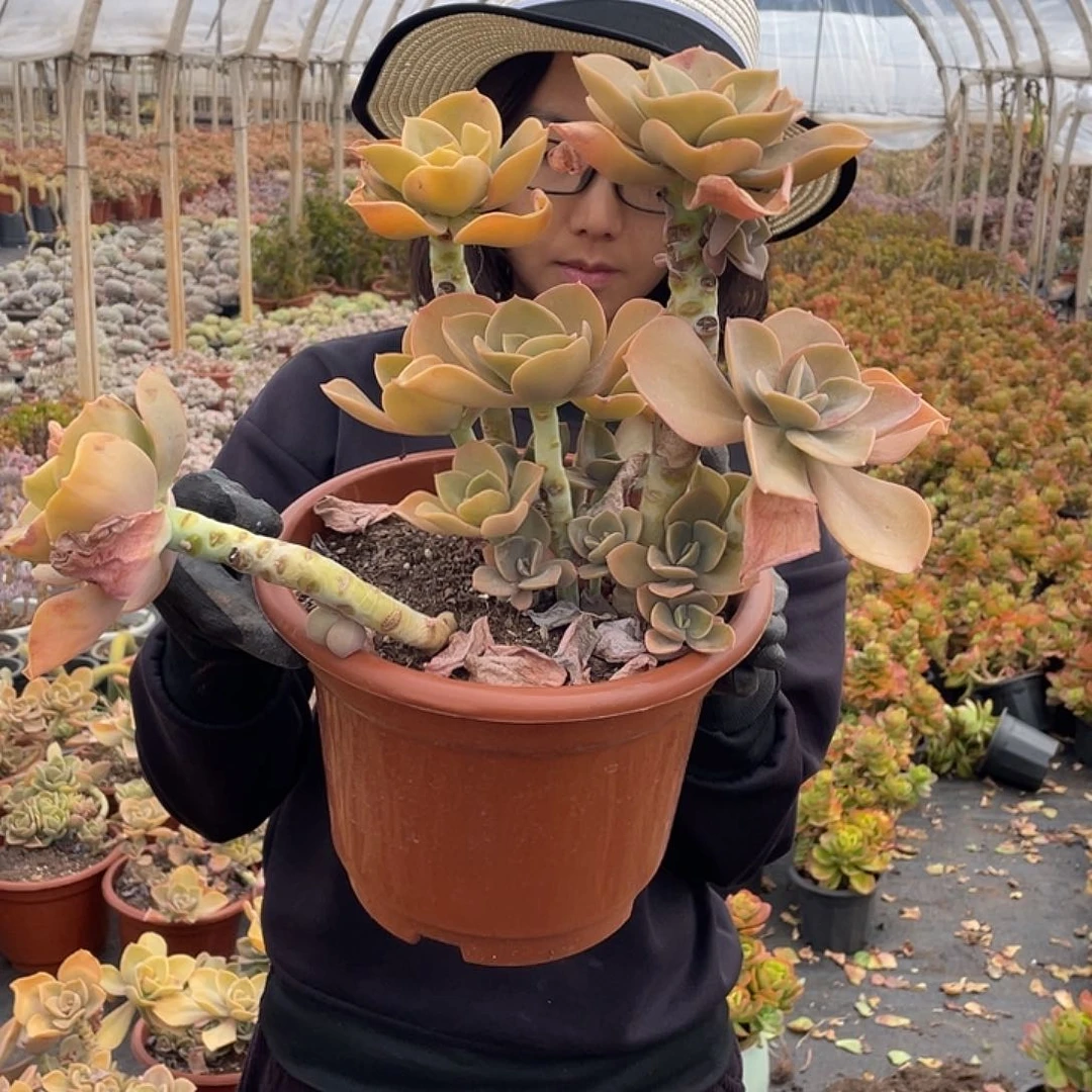 贺氏19.8米 量拍多肉