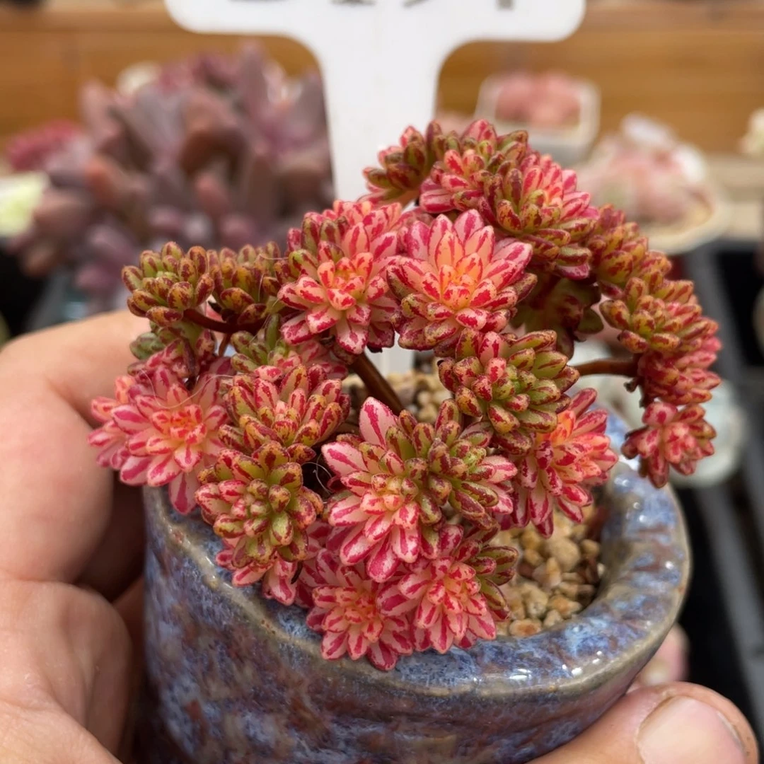 194小人祭锦不带盆7厘米