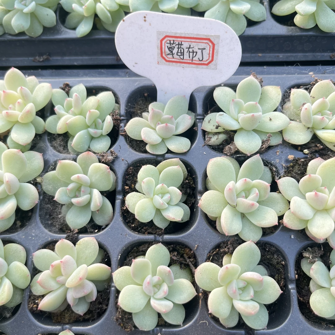 草莓布丁 量拍混发 满9.9包邮