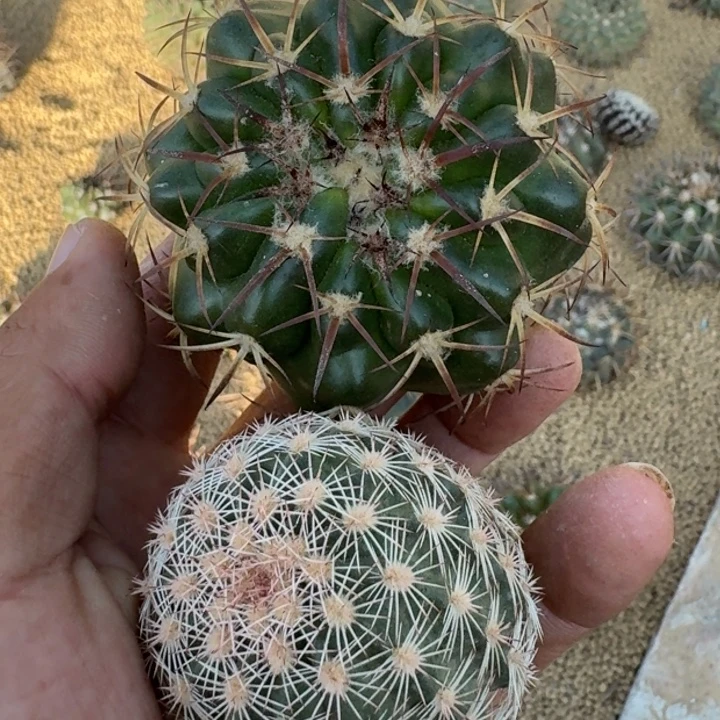 组合33333333333333