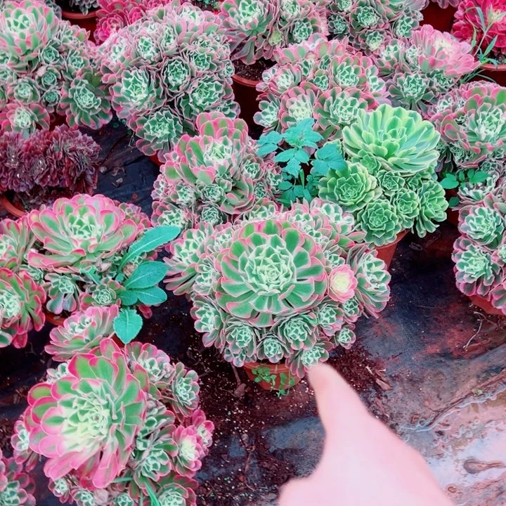 二加伦白凤多肉法师