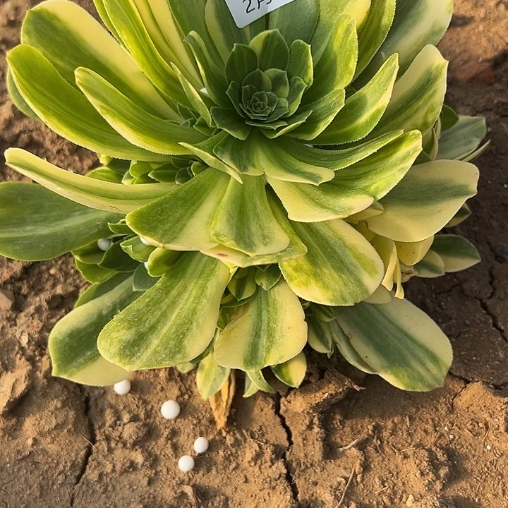 2.18-55七彩琉璃多肉1