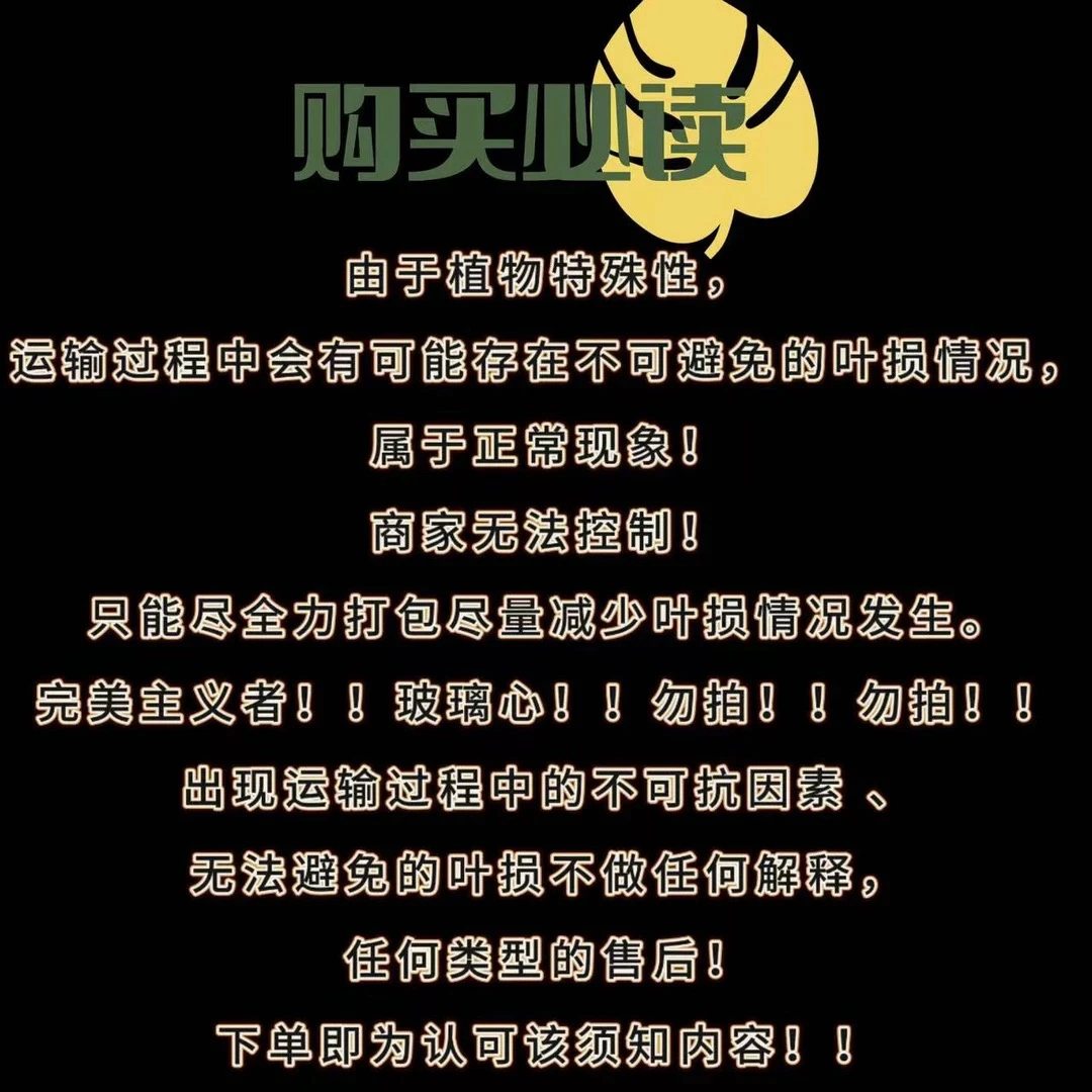 悠活热植进口蟆叶秋海棠（保留开箱视频，无视频不售后！！）