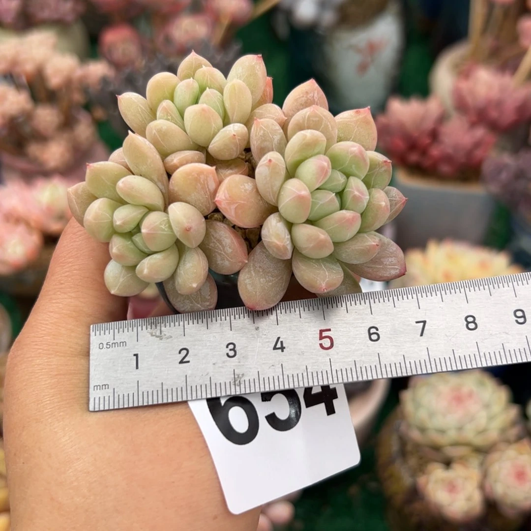 华*654 多肉植物组合盆栽