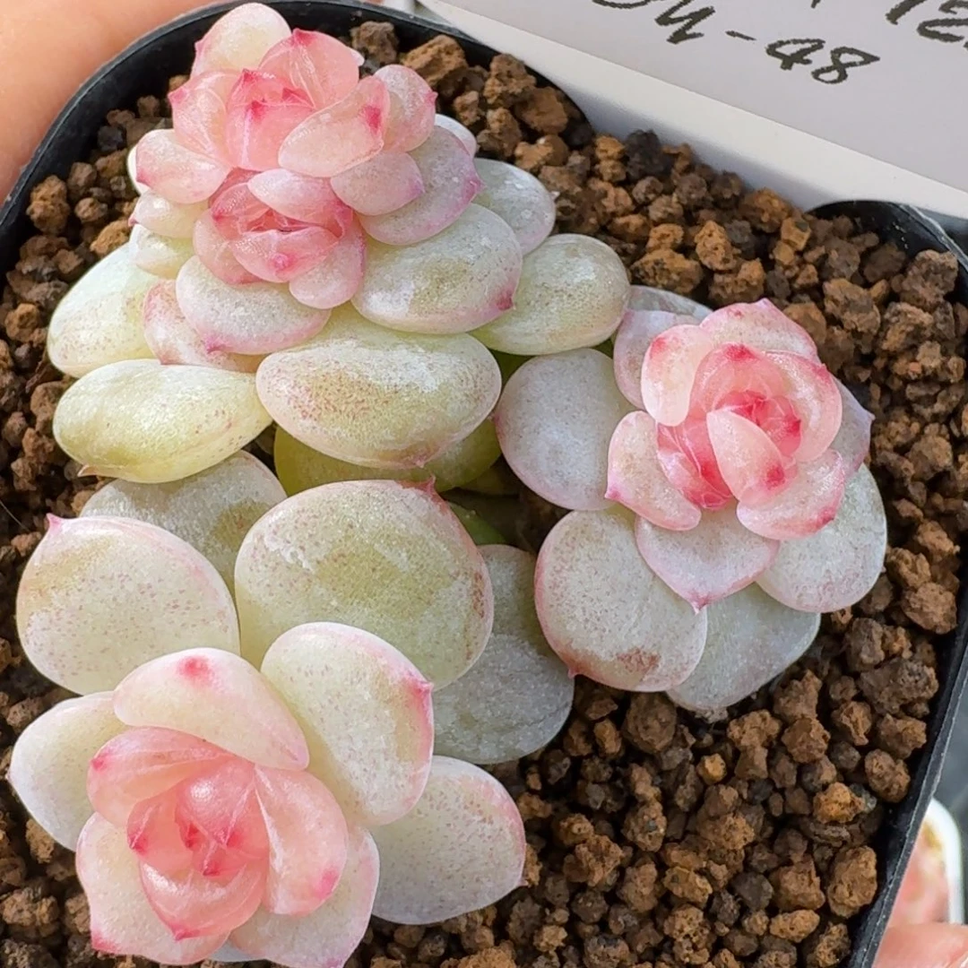 1230-48-凌波仙子群生多肉