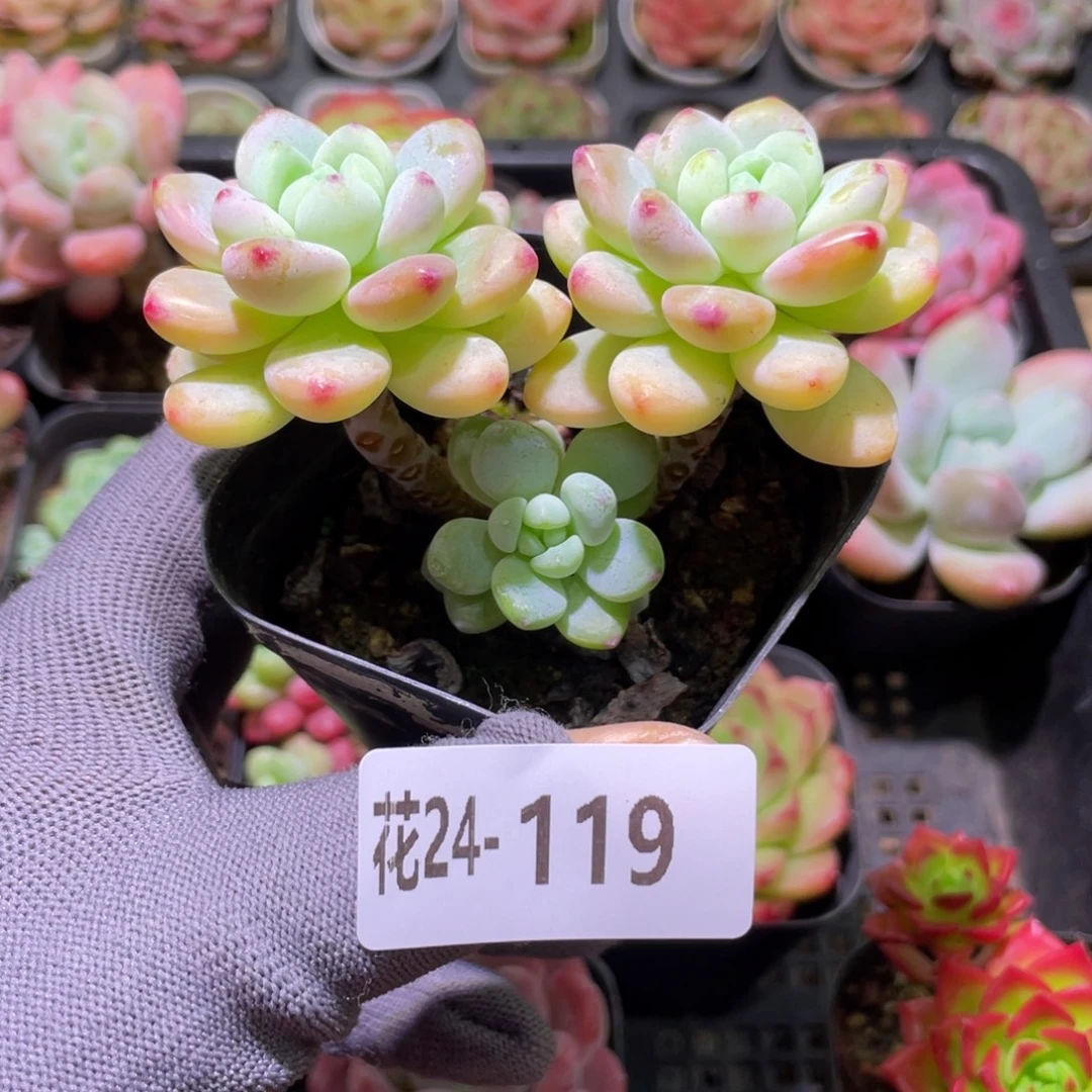 花利美24-119罗琦