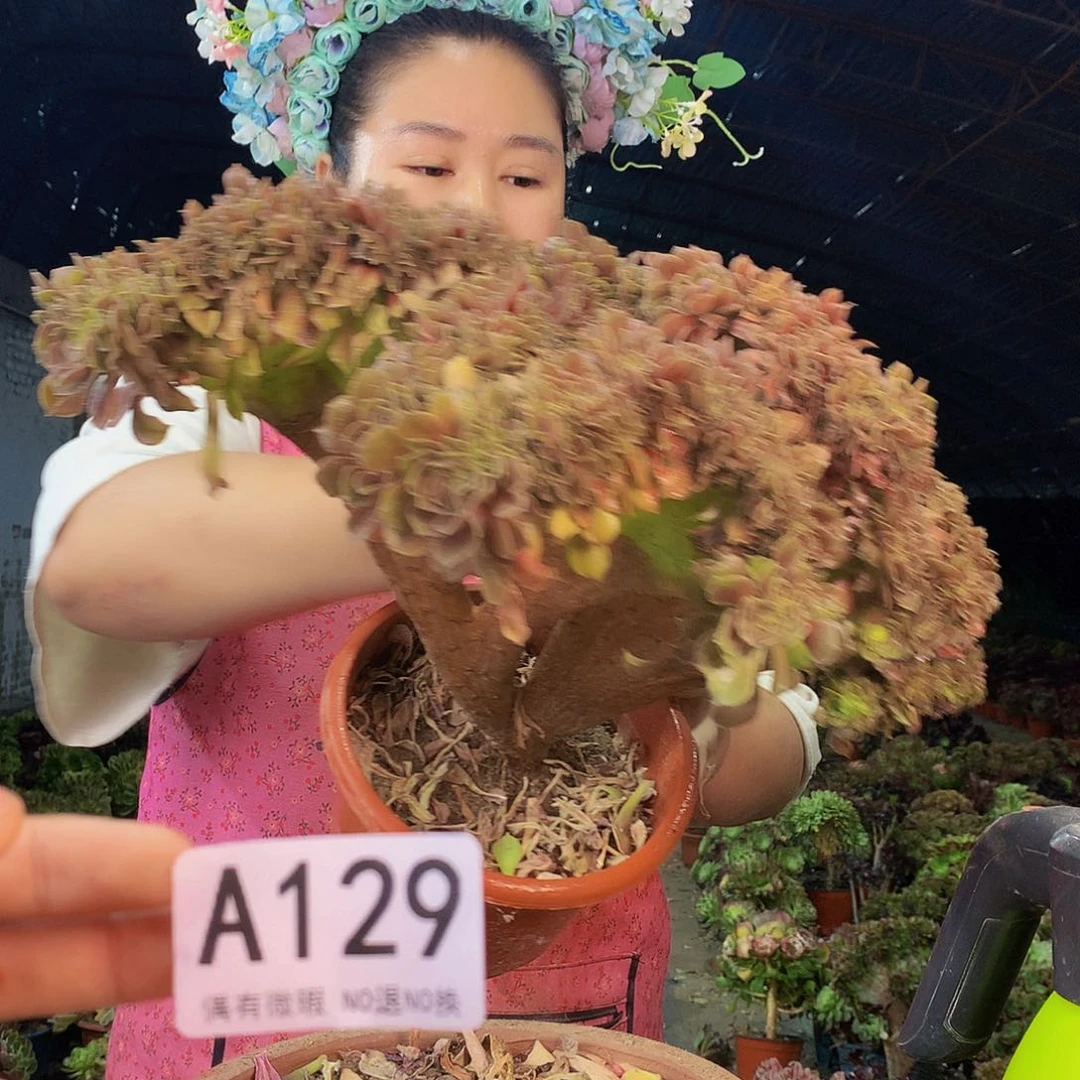 无花朵柒哥多肉法师不包侧断枝129