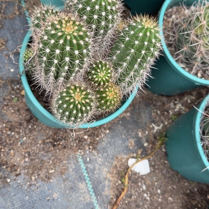 我***在毛花仙人球仙人掌76