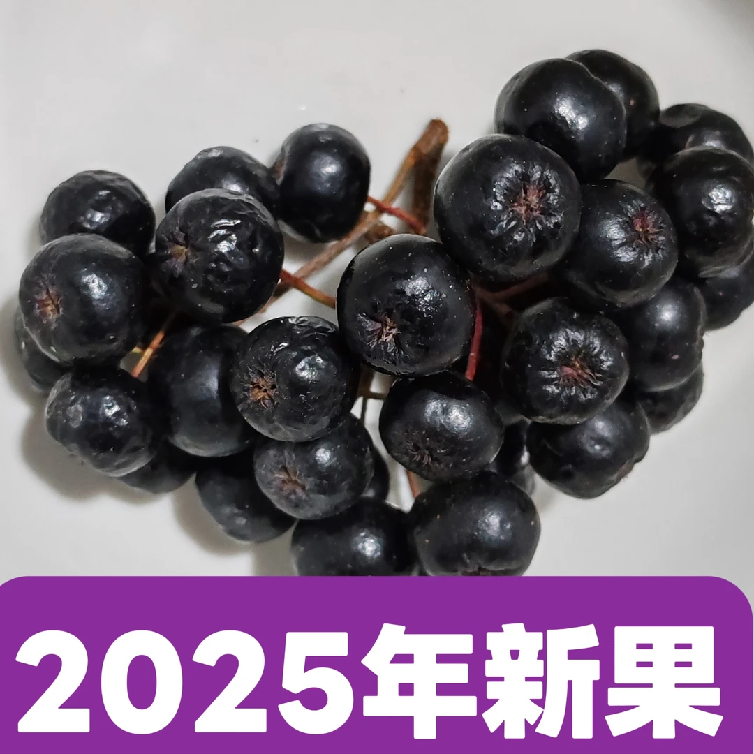 2025年新果 黑果花楸 鲜果 不老莓 口感微甜发涩 一斤/包邮