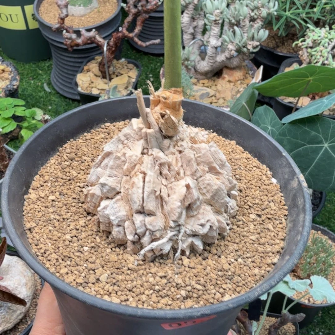 龟甲萝摩053仙人掌