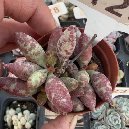 120梅花鹿多肉植物多