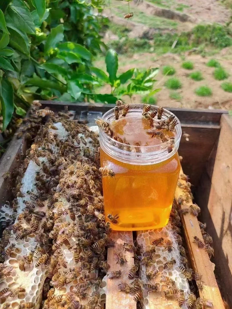 蜜源，阿勒泰福海县夏牧场，天然野生沙枣蜂蜜。