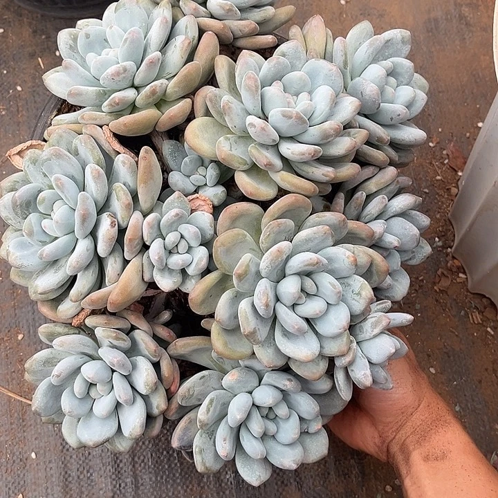 香水19.99多肉植物