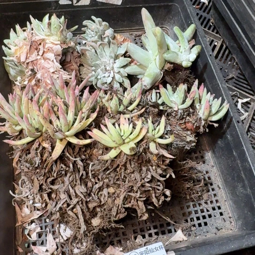 8335瑕疵框拍不售后