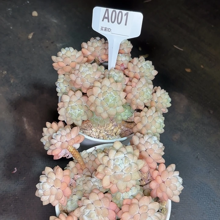 罗*岁鱼子酱一物一拍A001