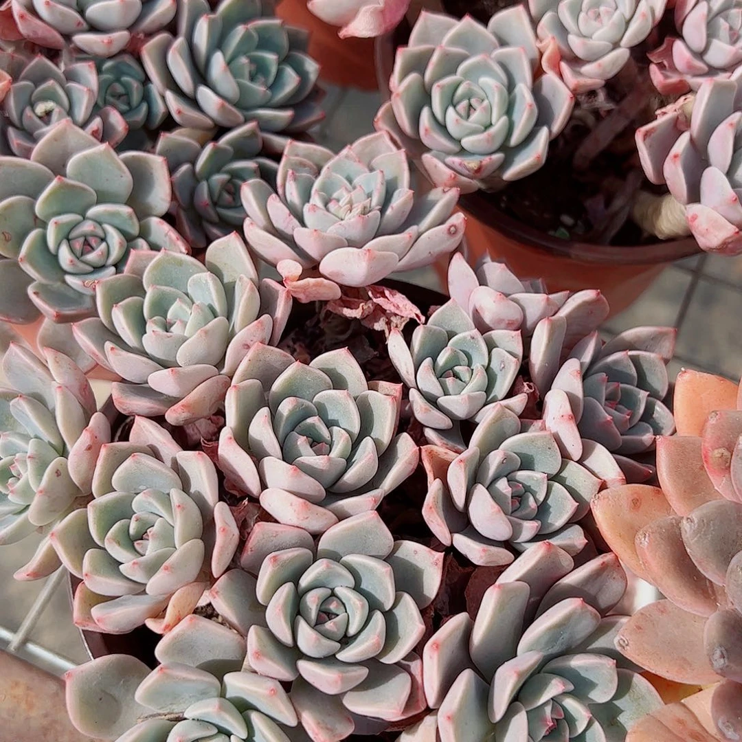 红粉佳人多头群生精品