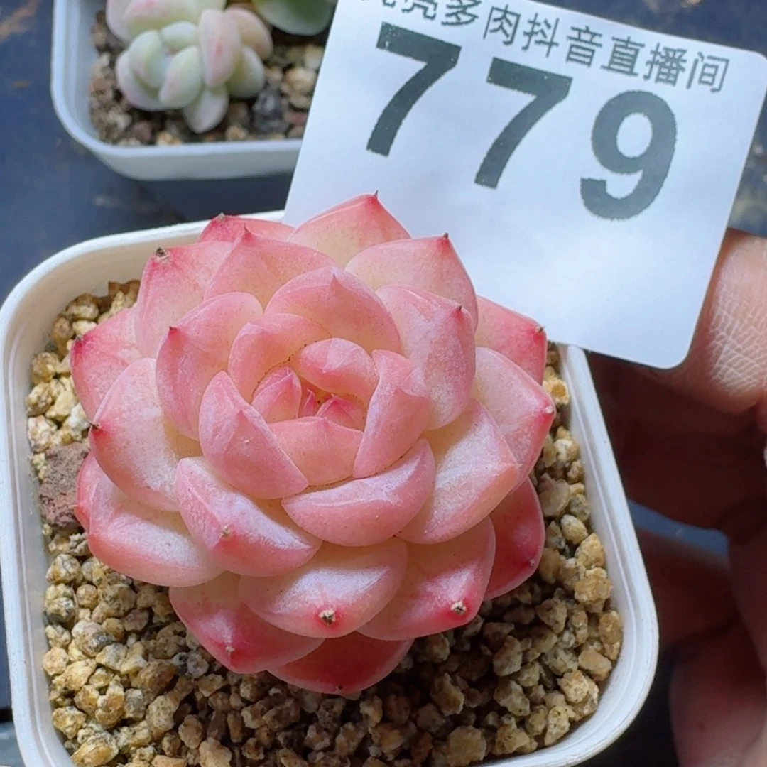 美心         多肉植物