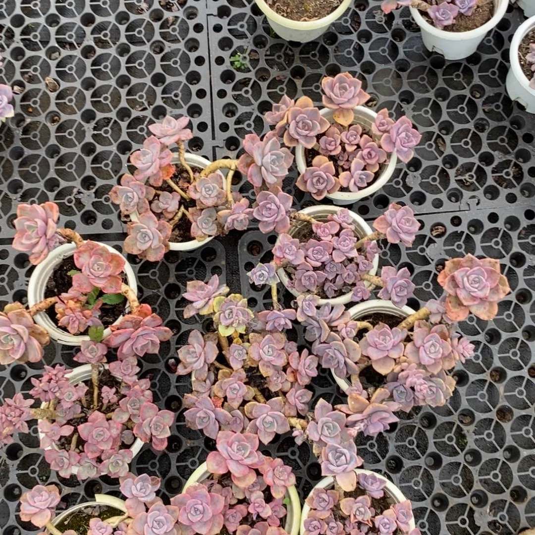 彩虹糖整桩整群老桩
