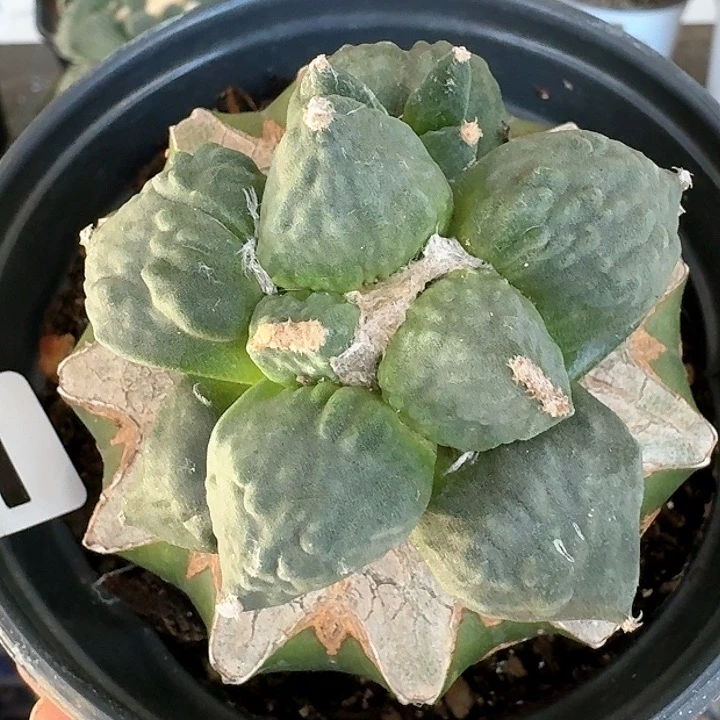 【闪购商品】无花朵哥**坏涛091