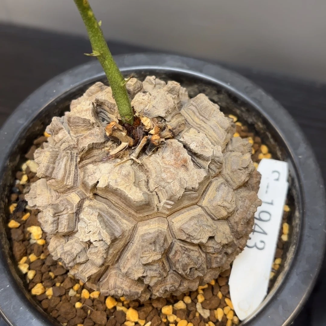 龟甲龙带盆包邮的